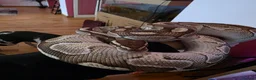 Python Snake reptiles for sale: Two ball pythons  - Advert 1