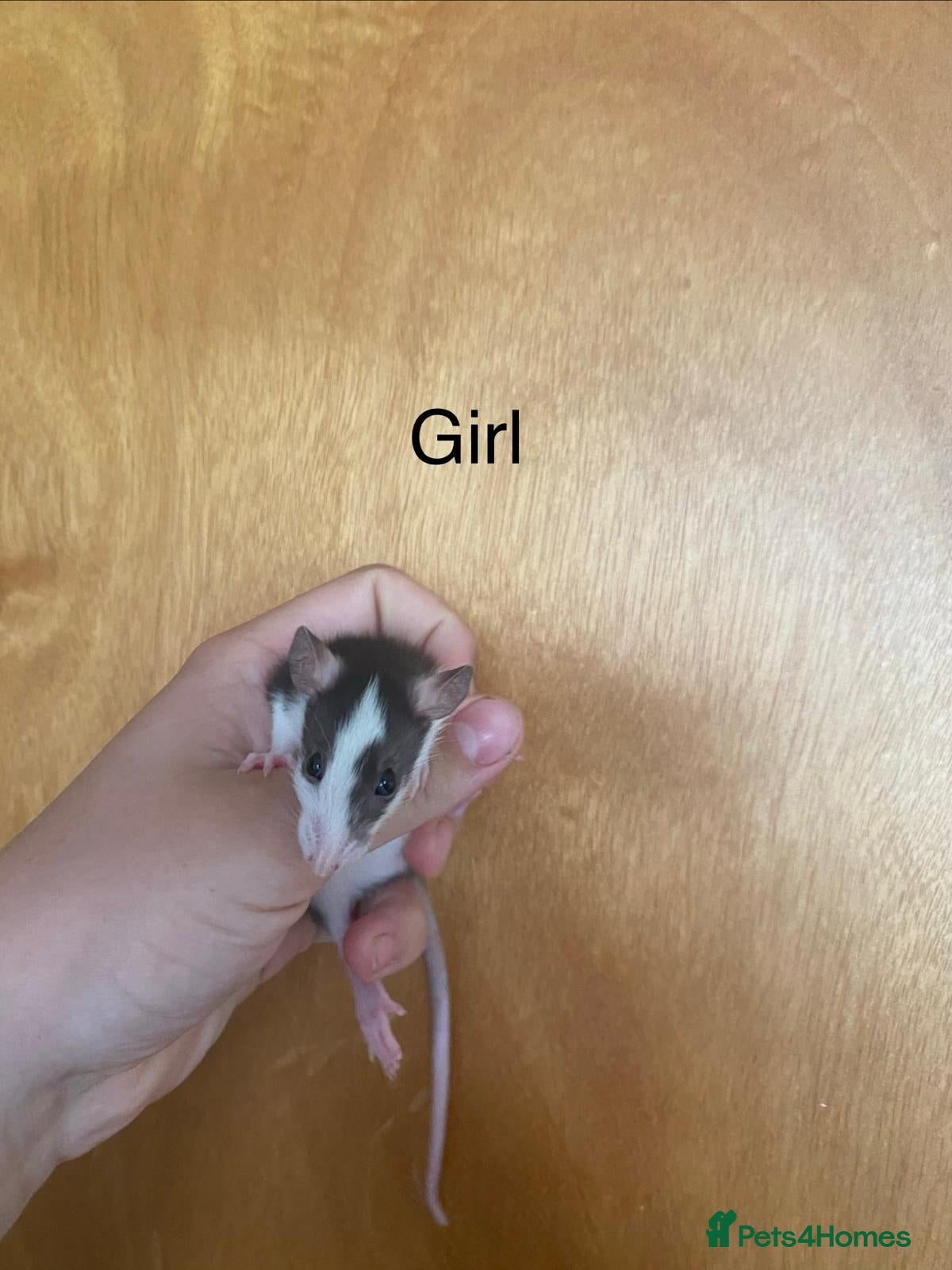 Rat rodents for sale: Mixed sexed baby rats in Chelmsford - Advert 33