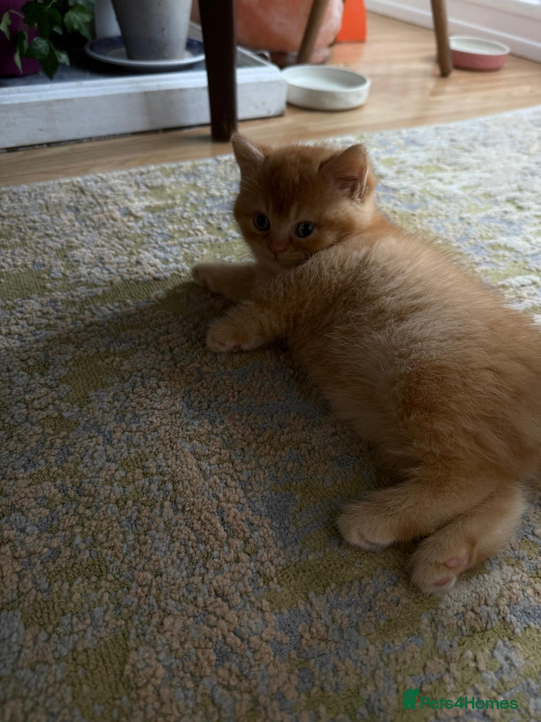 British Shorthair cats for sale: Gccf british shorthair kittens  - Image 15
