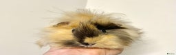 Guinea Pig rodents for sale: Long haired Guinea Pigs For Sale - Advert 2