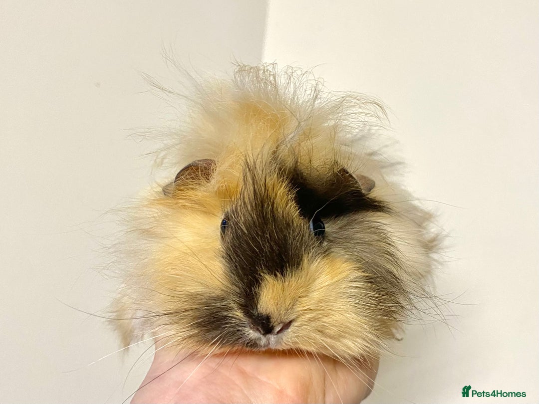 Guinea Pig rodents for sale: Long haired Guinea Pigs For Sale - Image 2
