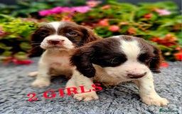 English Springer Spaniel dogs for sale: QUALITY WORKING ESS PUPS - Image 31