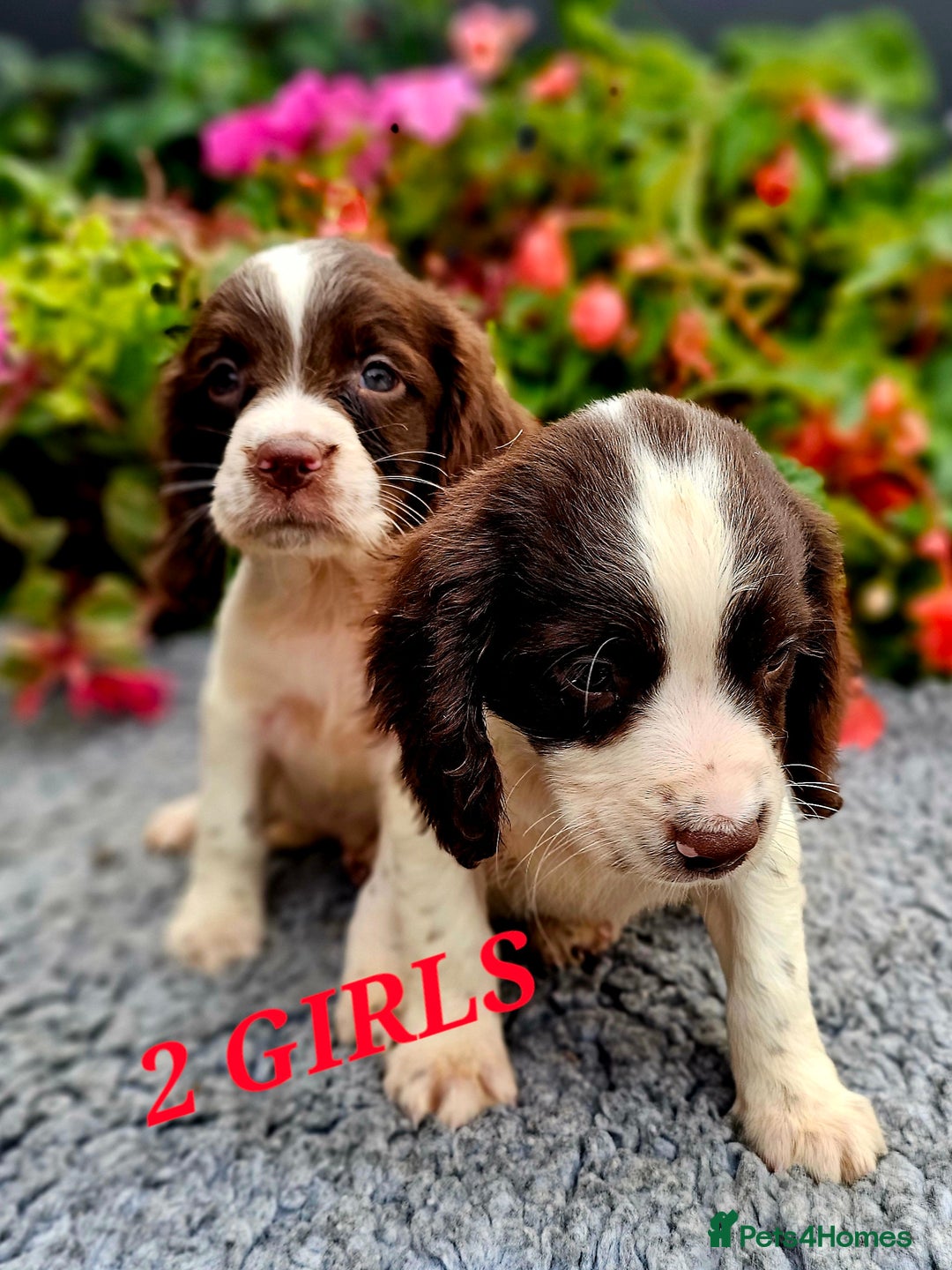 English Springer Spaniel dogs for sale: QUALITY WORKING ESS PUPS - Image 31