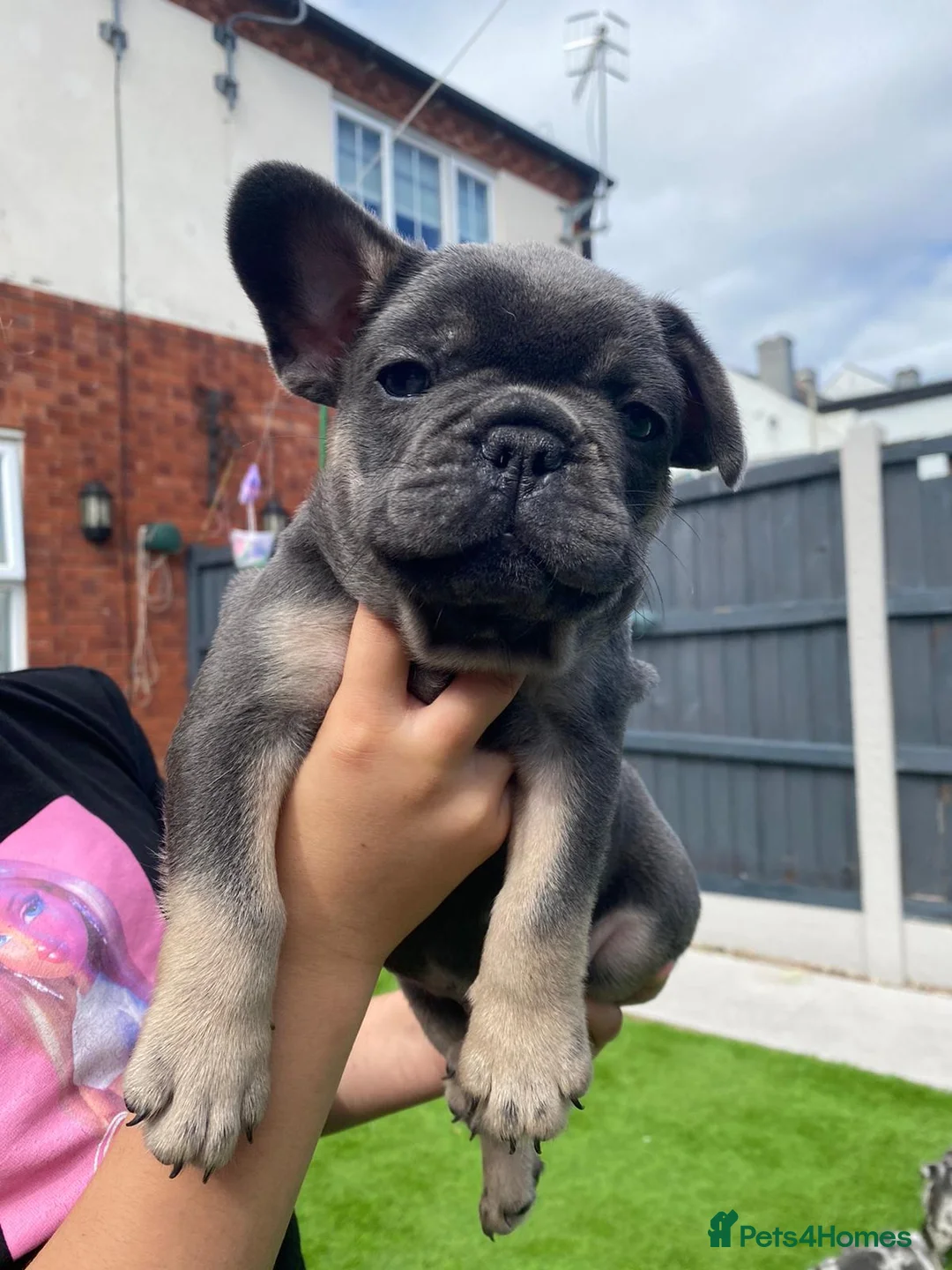 French Bulldog dogs for stud: ** RogueRoyales Zeus ** Fully Suited Lilac Merle  in Wolverhampton - Advert 27