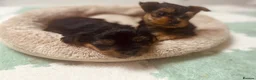 Yorkshire Terrier dogs for sale: 🐾  Beautiful Yorkshire Terrier Puppies  🐾 - Advert 9