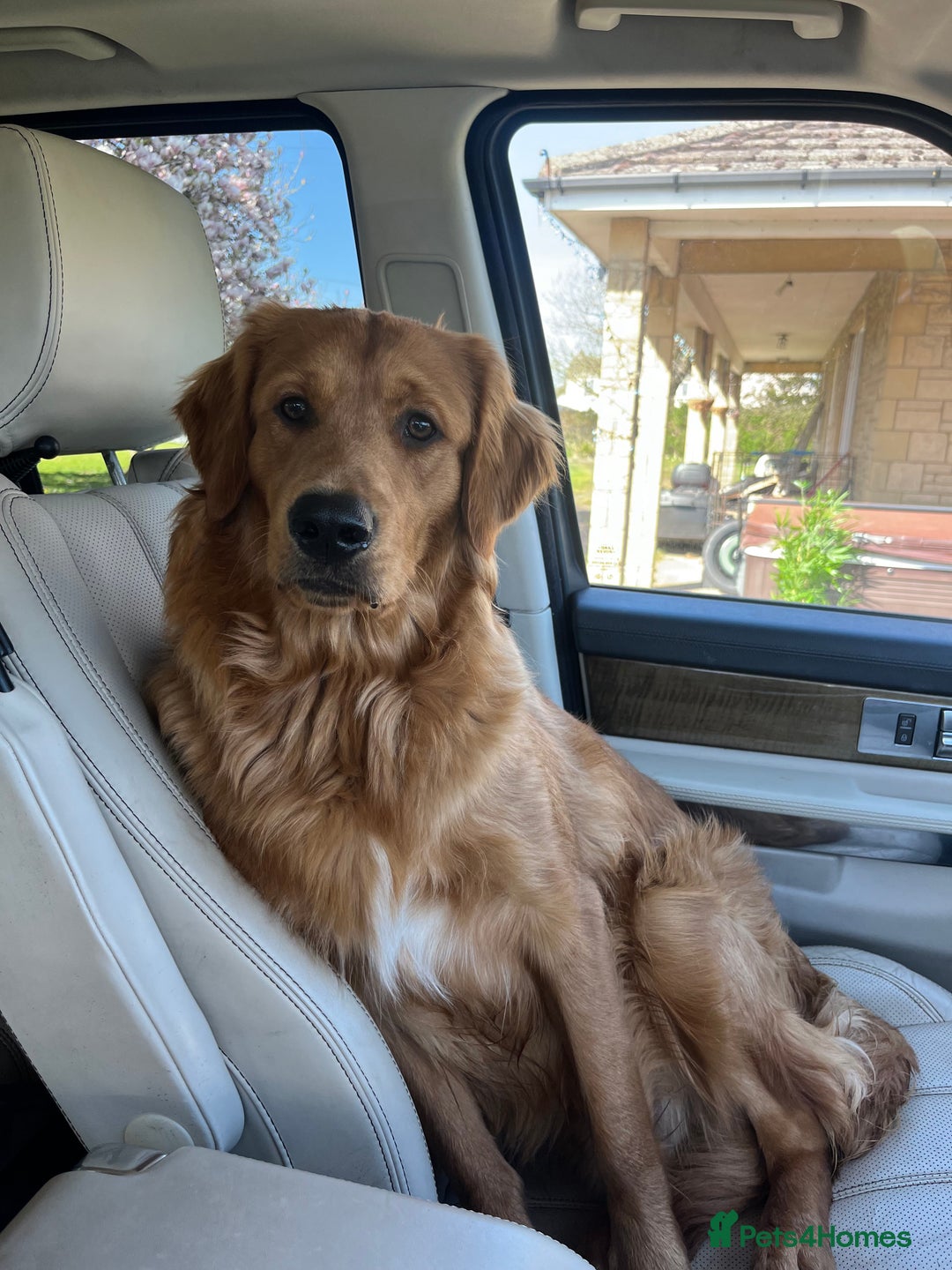 Golden Retriever dogs for sale: KC REGISTERED GOLDEN RETRIEVER PUPPIES - Advert 3