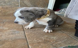 Mixed Breed dogs for sale: NORTH AMERICAN MASTIFF - Image 9
