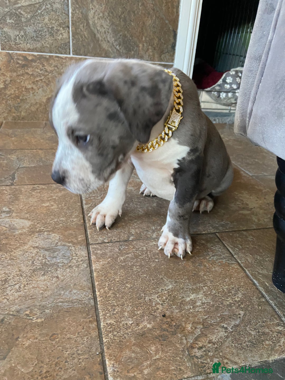 Mixed Breed dogs for sale: NORTH AMERICAN MASTIFF - Image 9