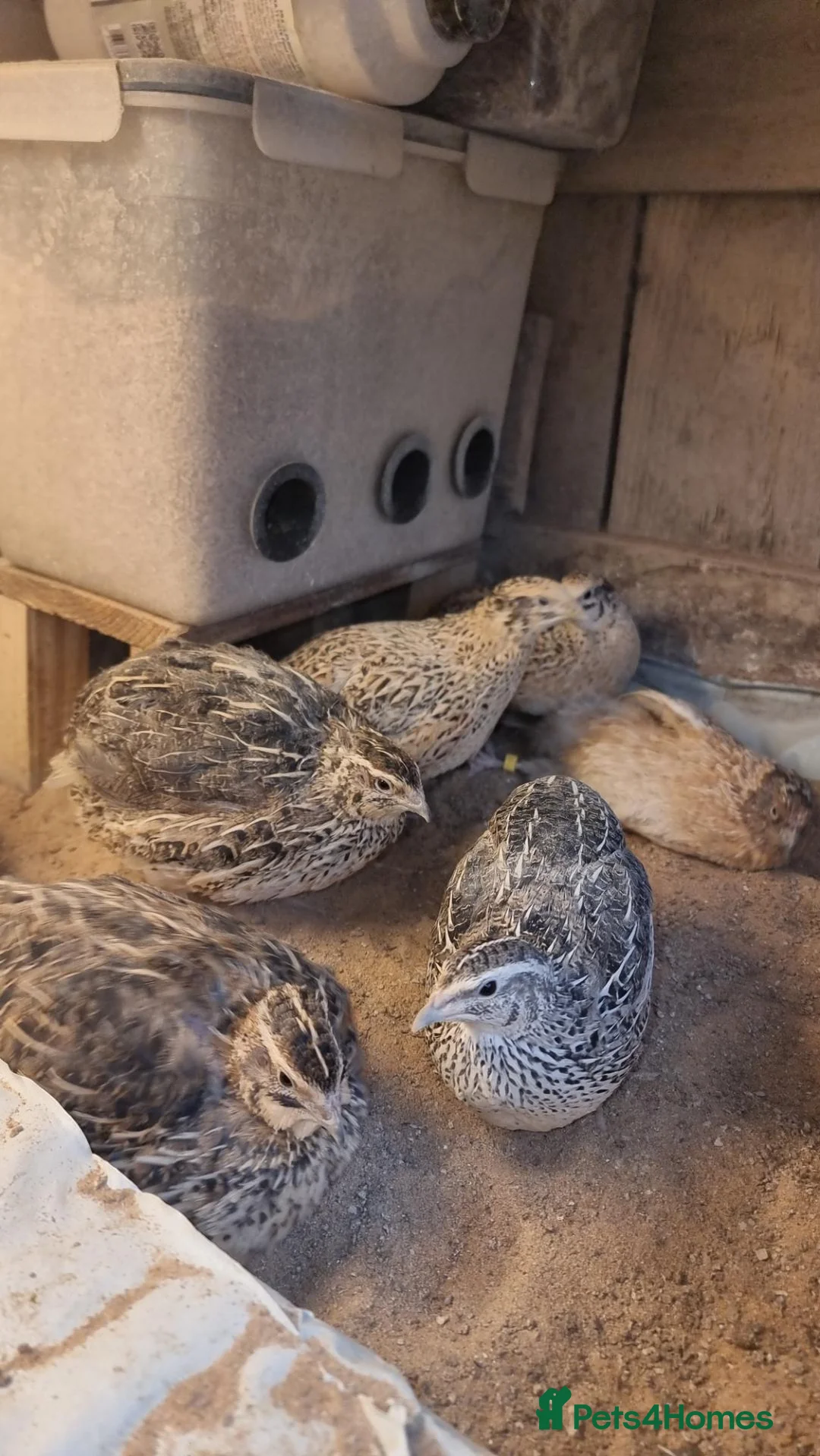 Quail poultry for sale: 🐦 MALE JUMBO COTURNIX QUAIL FOR SALE 🐦 - Advert 17