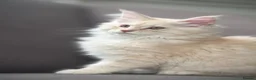 Maine Coon cats for sale: Maine coon kittens  - Advert 7