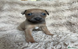 Mixed Breed dogs for sale: 3/4 Italian greyhound puppies  - Image 18