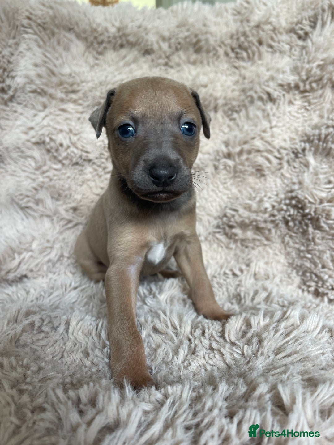 Mixed Breed dogs for sale: 3/4 Italian greyhound puppies  - Image 18