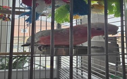 Cockatoo birds for sale: Galah Cockatoo - Advert 7