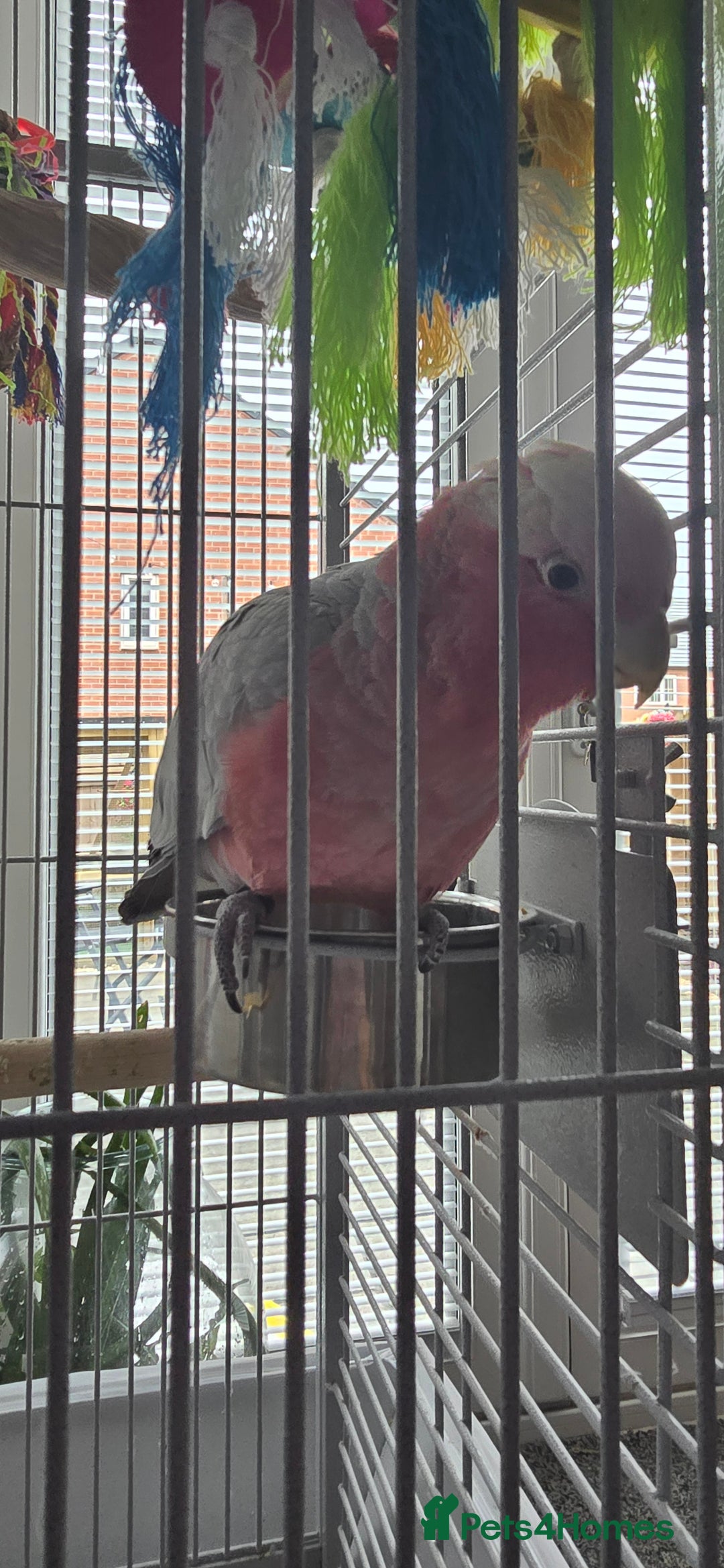 Cockatoo birds for sale: Galah Cockatoo - Advert 7