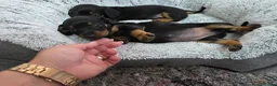 Dachshund dogs for sale: Beautiful Standard Dachshund Puppies  - Advert 25