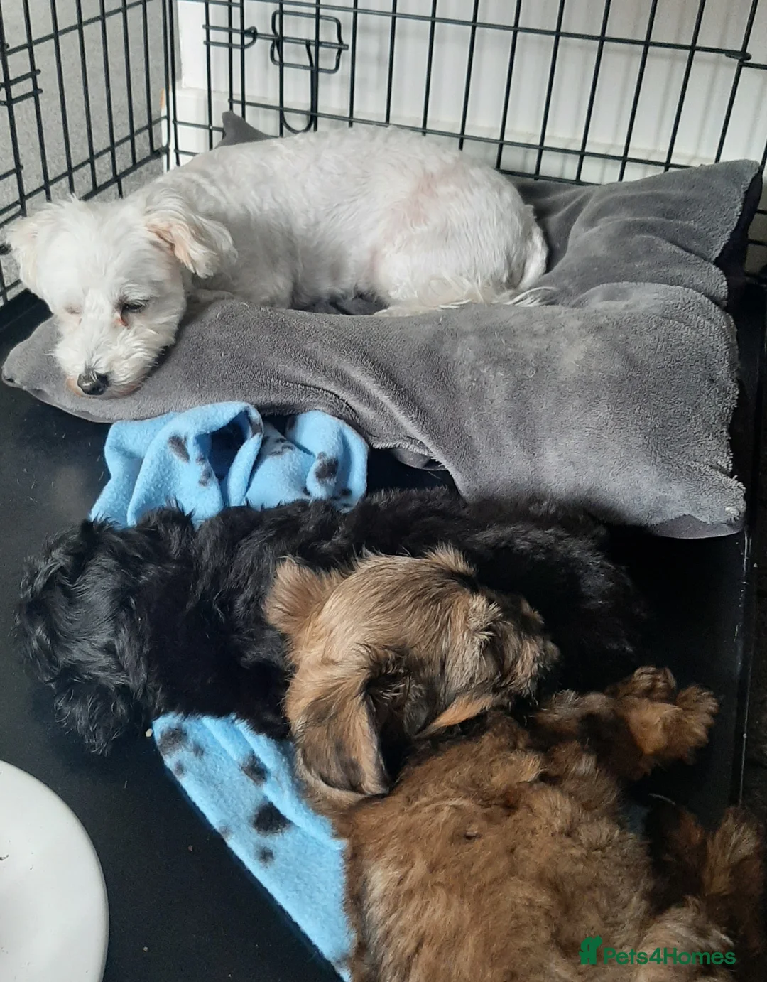 Maltese dogs for sale: Maltese hybrid puppies - Advert 2