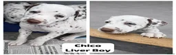 Dalmatian dogs for sale: KC Reg Dalmatian Puppies Black & Liver Ready Now - Advert 11
