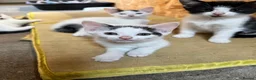 Mixed Breed cats for sale: Mixed breed kittens - Advert 6