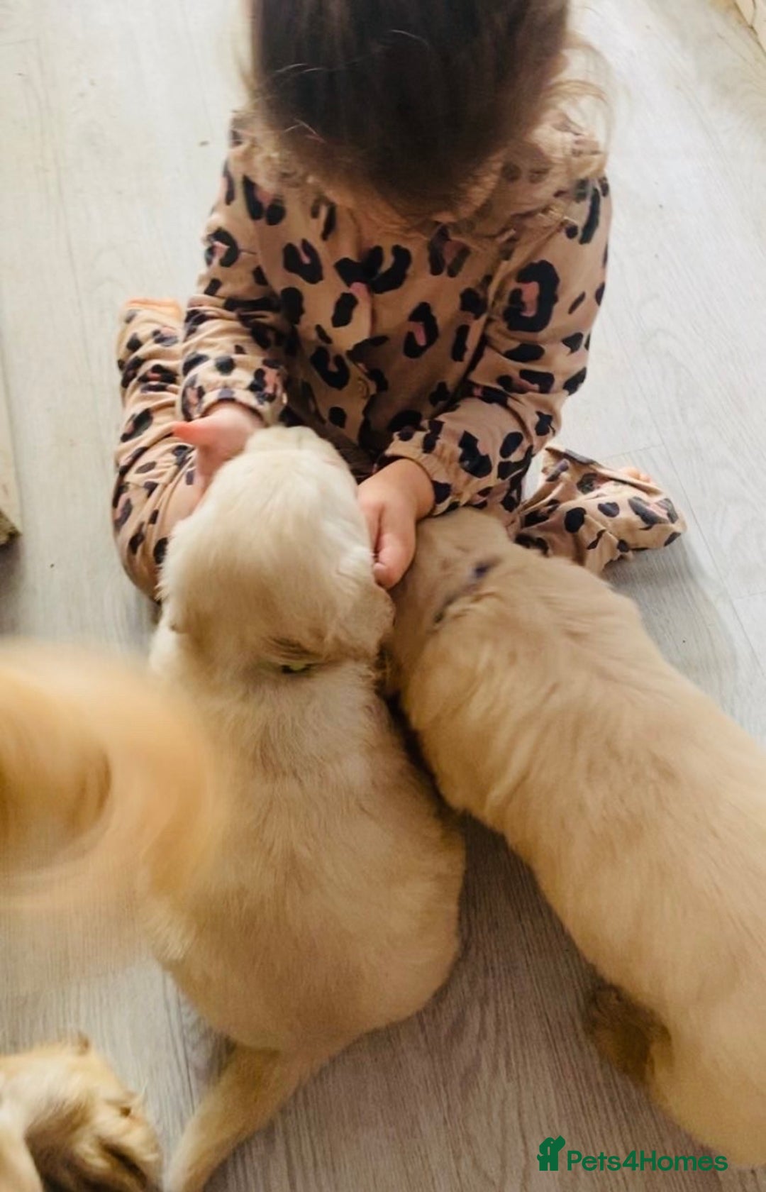 Golden Retriever dogs for sale: *one female left* Golden retriever puppies  - Advert 5