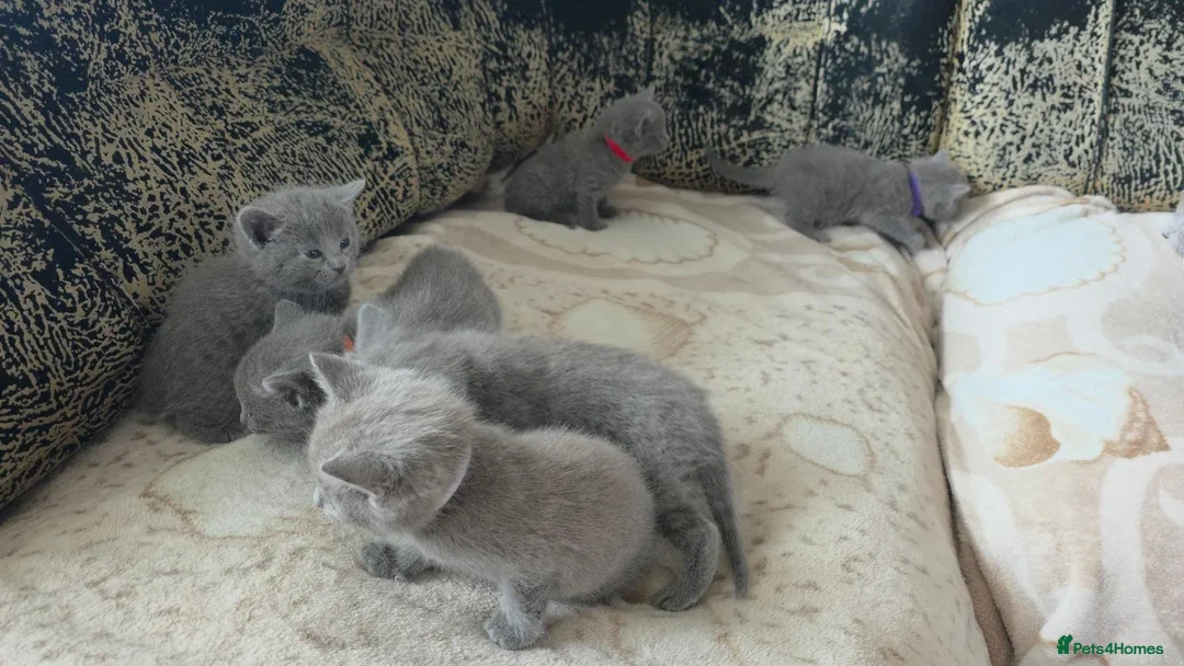 Russian Blue cats for sale: Ready Now TICA full pedigree RUSSIAN BLUE kittens  - Advert 2