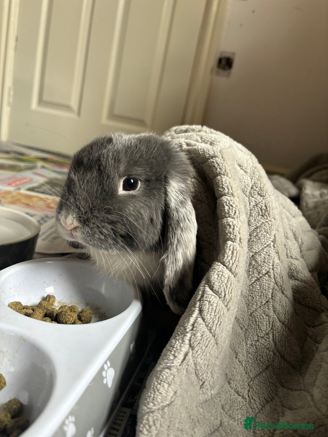 Mini Lop rabbits for sale: 1year old mini lop - Advert 3