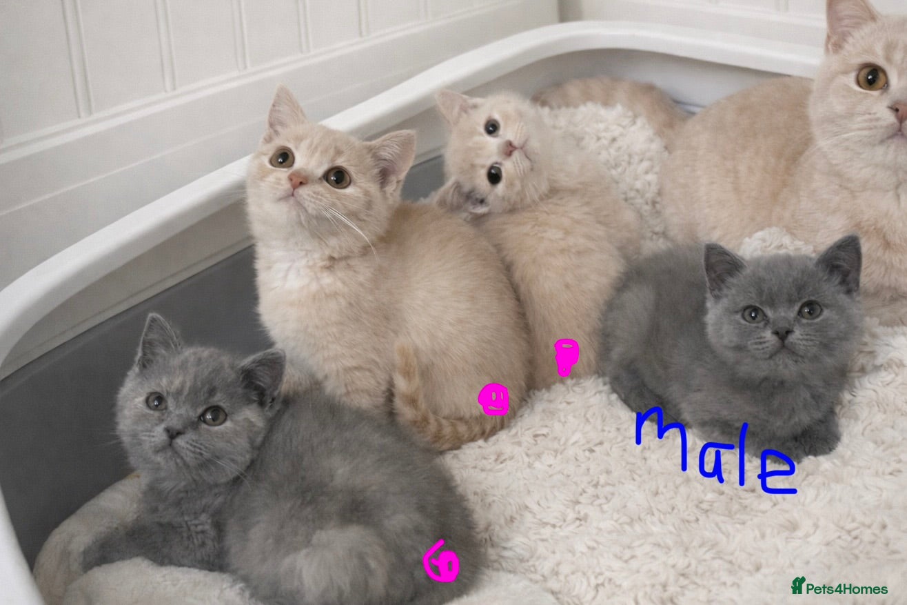 British Shorthair cats British shorthair girls ready in 4 weeks  - Advert 17