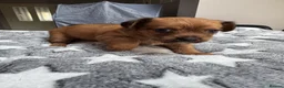 Chorkie dogs for sale: Gorgeous chorkie puppies  - Advert 10