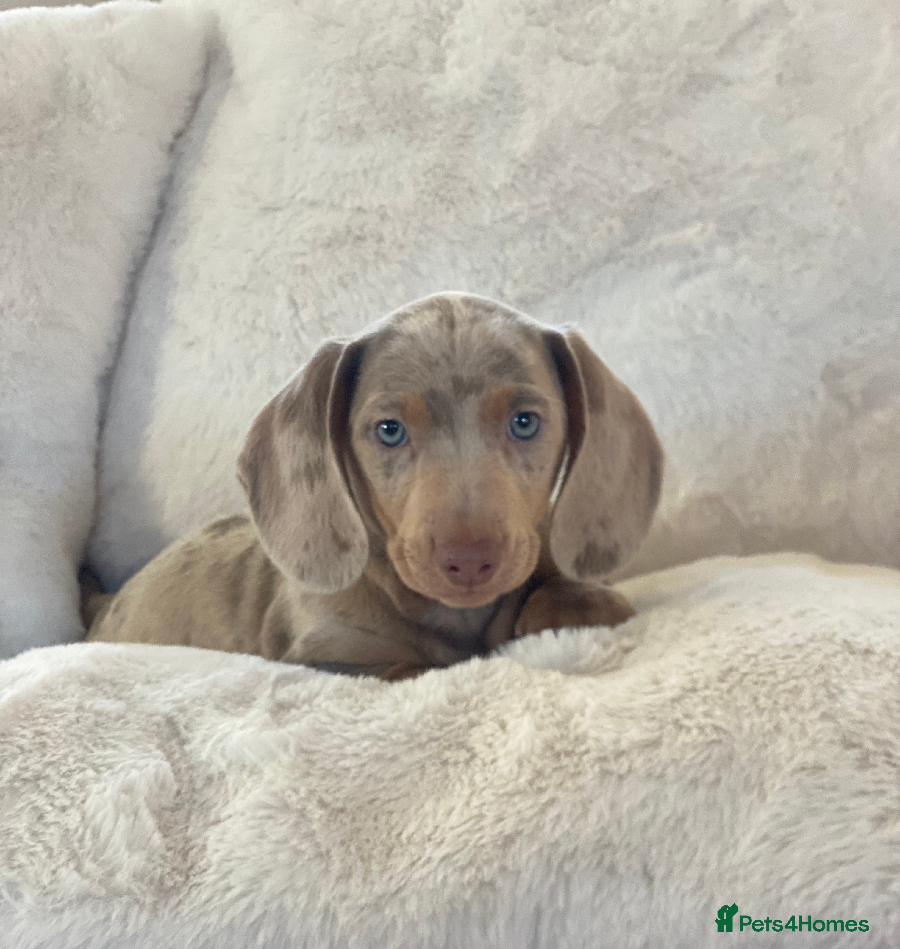 Miniature Dachshund dogs PRA Clear KC Registered Mini Dachshunds - Advert 12