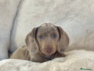 Miniature Dachshund dogs PRA Clear KC Registered Mini Dachshunds - Advert 12