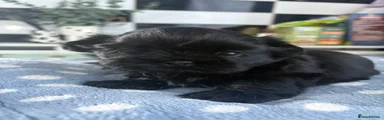 Shih Tzu 1