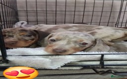 Miniature Dachshund dogs for sale: KC, PRA, STUNNING LITTER MIN,DASH😍 - Image 3