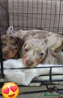 Miniature Dachshund dogs - Advert 2