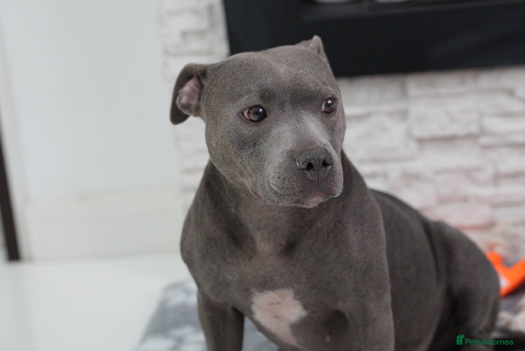 Staffordshire Bull Terrier dogs for sale:  Staffy Puppies 🐶  - Image 13