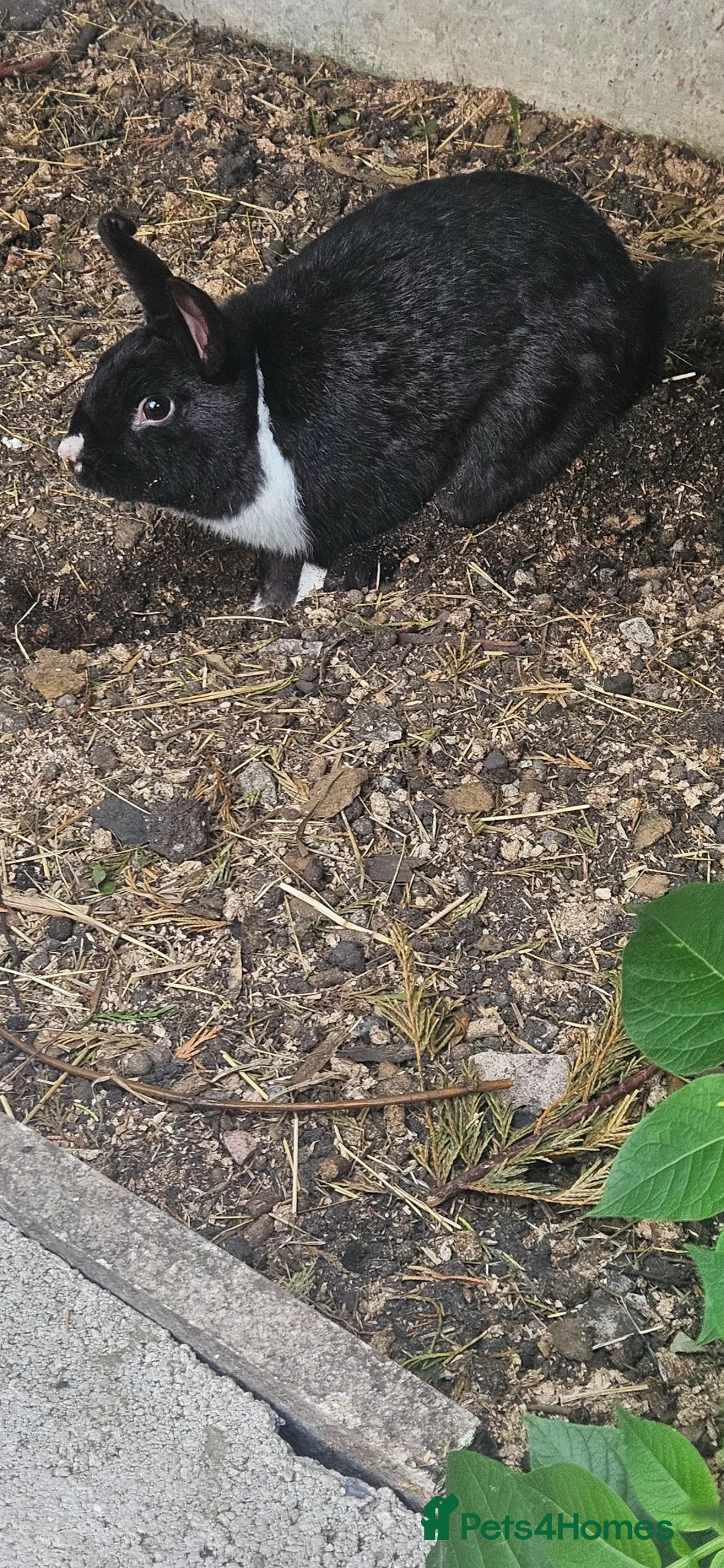 Rex rabbits for sale: Friendly male rabbit - Advert 2