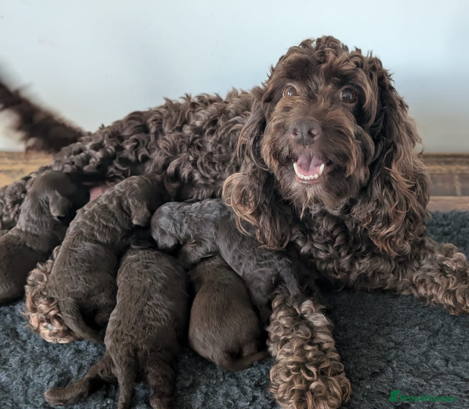 Cockapoo dogs Very special PRA clear chocolate litter cockapoos  - Advert 2
