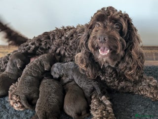 Cockapoo dogs Very special PRA clear chocolate litter cockapoos - Advert 8