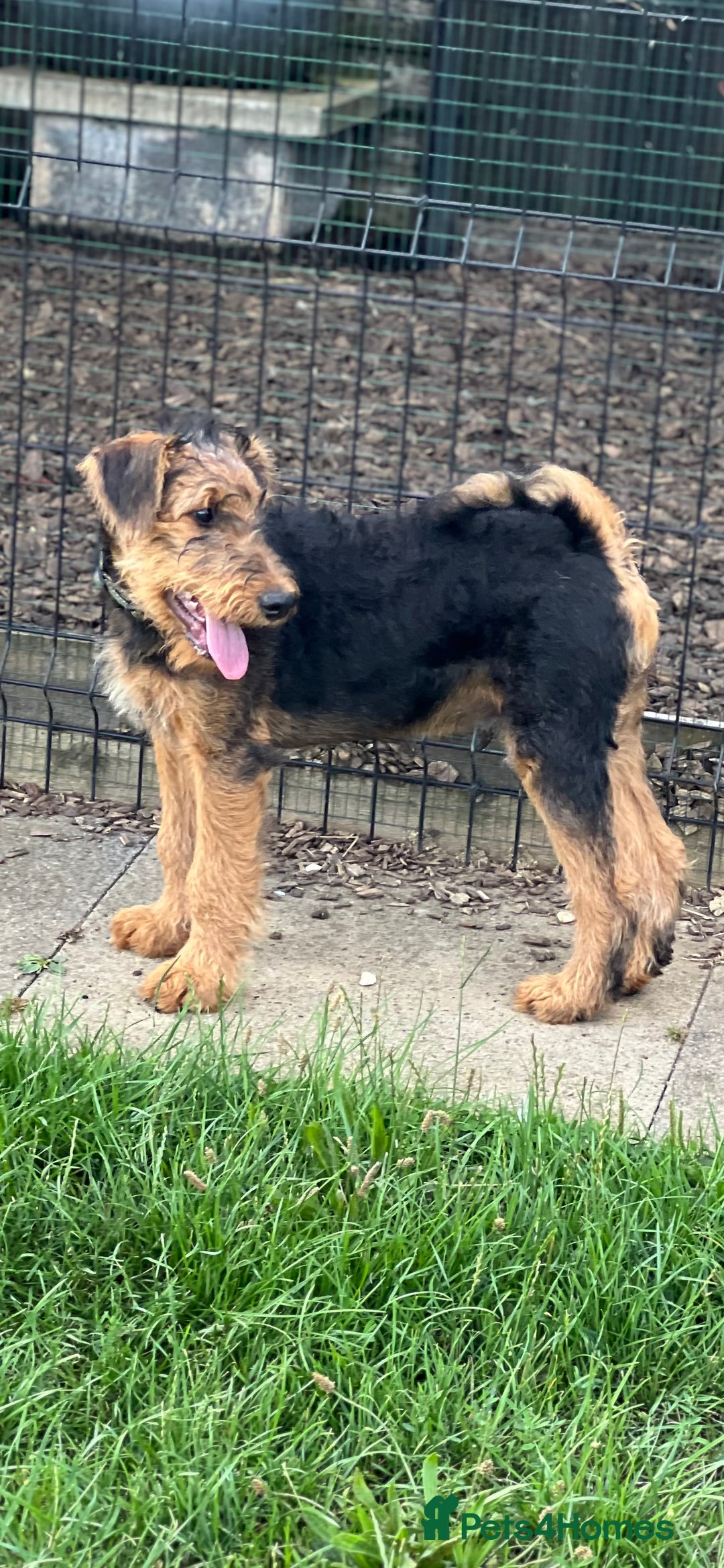 Airedale Terrier dogs for sale: Just 2 KC Registered Airedale Boys Available  in Kettering - Image 16
