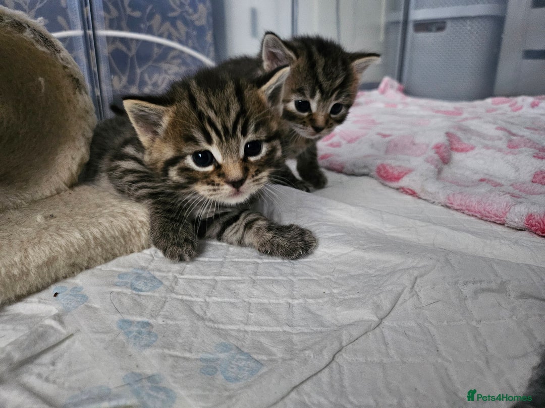 European cats for sale: 4 beautiful kittens looking for the New 🤎 home  - Image 21