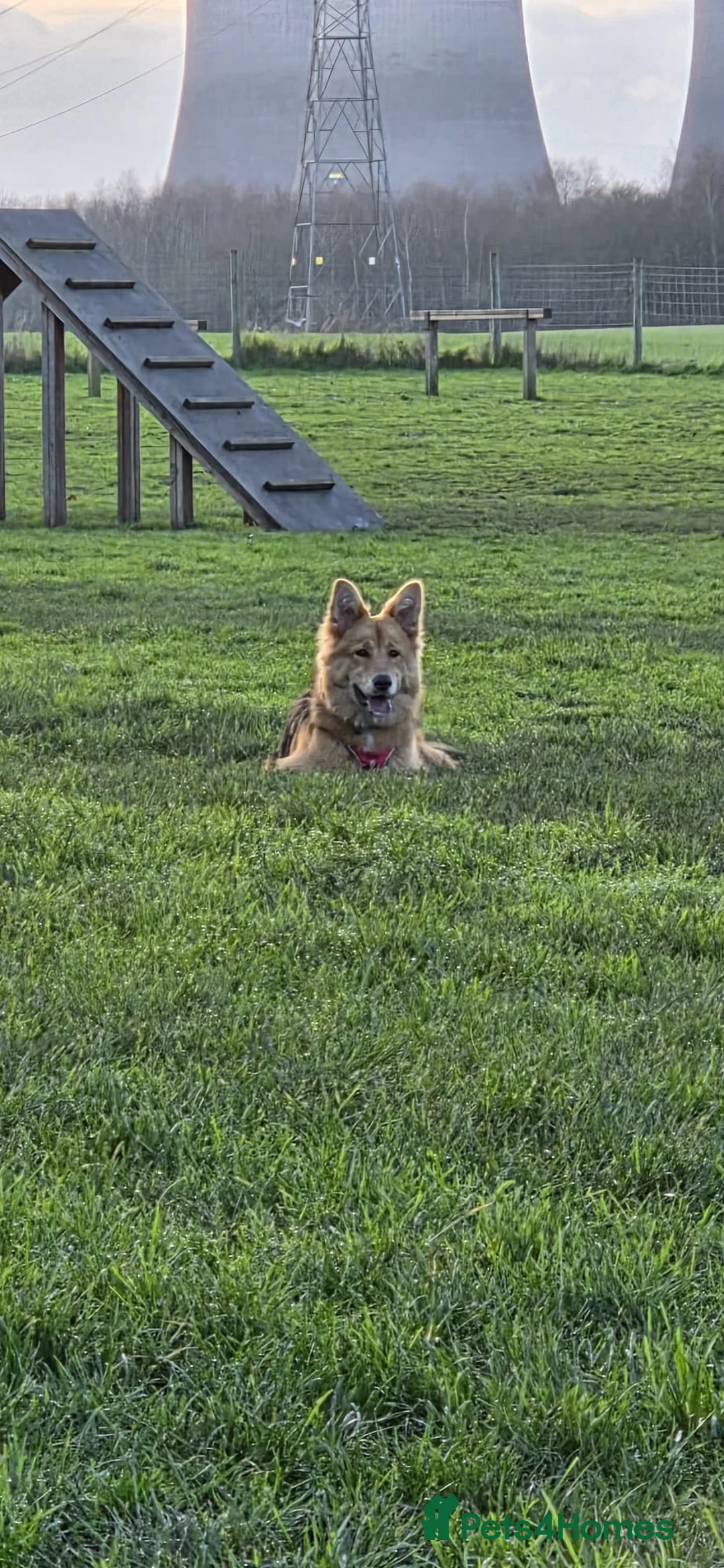 Mixed Breed dogs for sale: Zelda - German Shepard X Husky X Border collie - Advert 3