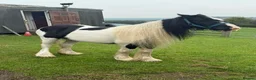 Irish Cob horses for sale: Baby girl  in Stoke-on-Trent - Advert 8
