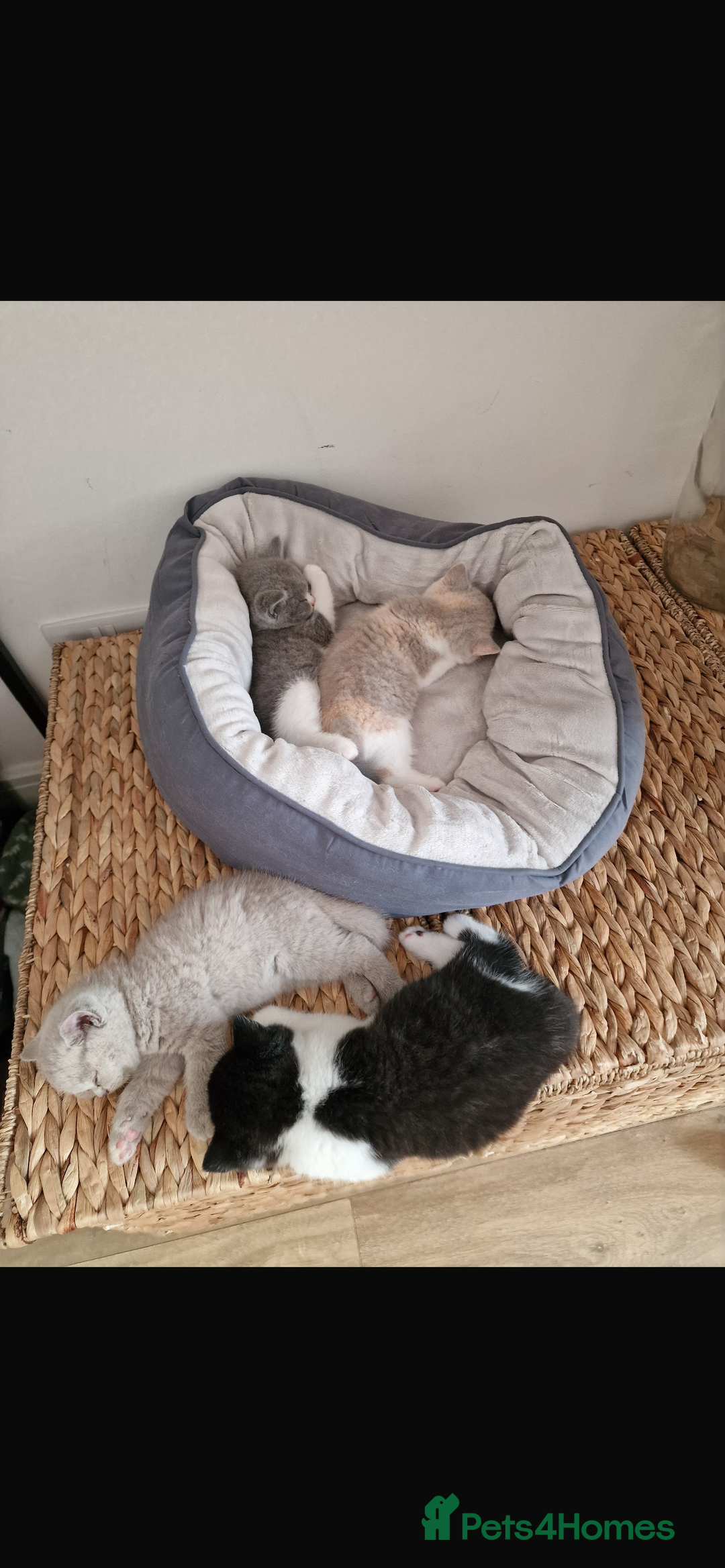 British Shorthair cats for stud: BSH Male for stud  - Advert 8