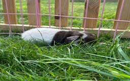 Guinea Pig rodents for sale: Pure teddy bear and other baby guinea pigs - Image 3