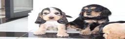 Cocker Spaniel dogs for sale: Beautiful KC Registered Show-Type Puppies - Advert 16
