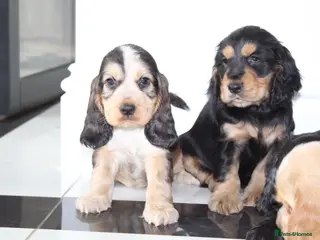 Cocker Spaniel dogs Beautiful KC Registered Show-Type Puppies - Advert 4