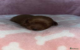 Cockapoo dogs for sale: 🌸3 gorgeous chunky Cockapoo puppy’s 🌸 - Image 32