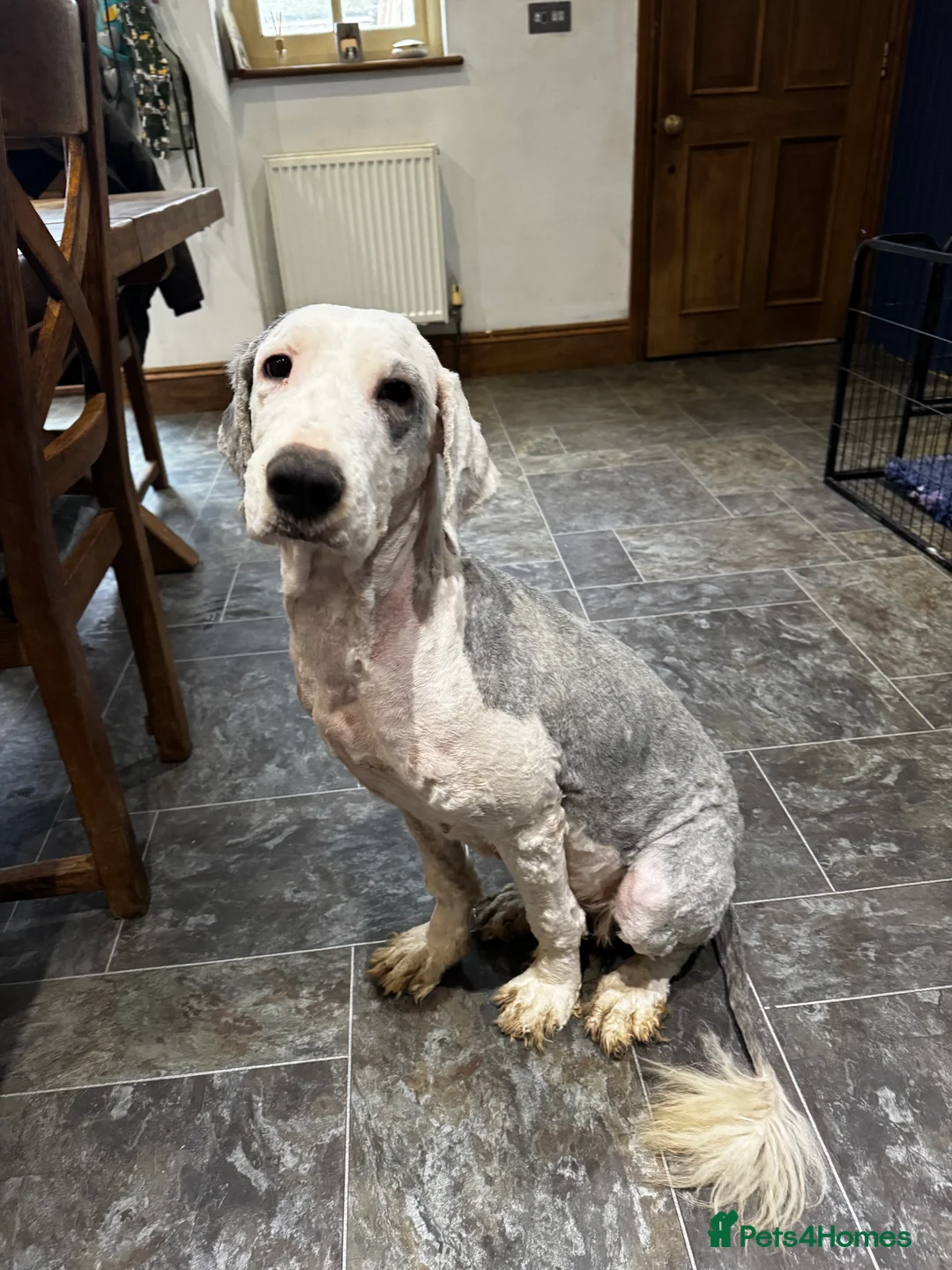 Old English Sheepdog dogs for sale: Outstanding OES top Show Lines,Exceptional Quality - Advert 17