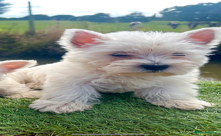 West Highland Terrier dogs - Advert 3