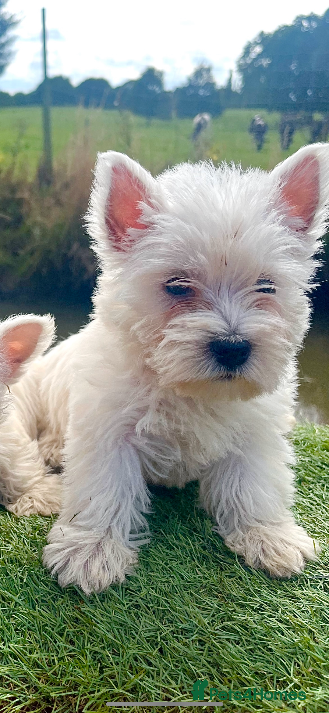 Boston Terrier West Highland Terrier Mix West Highland Terrier