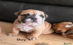 English Bulldog dogs for sale: Kc reg English bulldog puppies 🏴󠁧󠁢󠁥󠁮󠁧󠁿 - Image 24