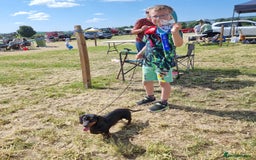 Miniature Dachshund dogs for sale: Stunning KC Health Tested Miniature Dachshunds - Image 22